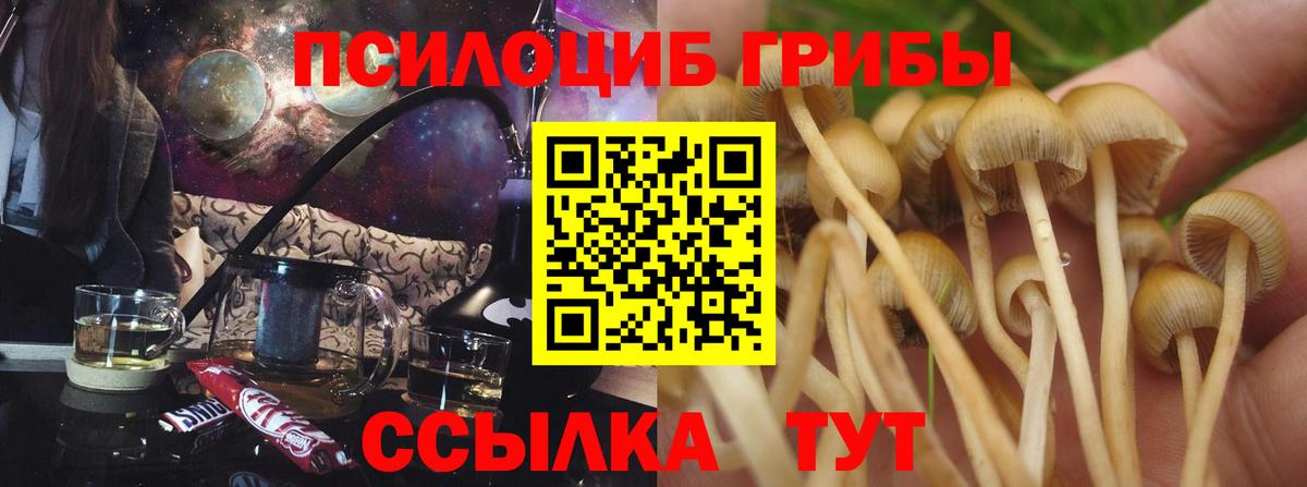 Псилоцибиновые грибы Psilocybe Коркино